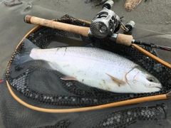 ニジマスの釣果