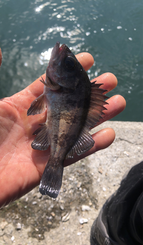 クロメバルの釣果