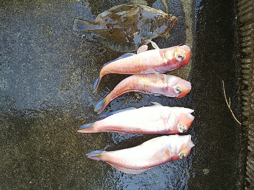 アマダイの釣果