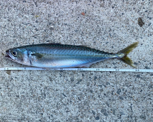 サバの釣果