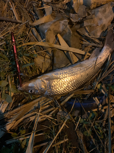 ニゴイの釣果