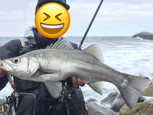 ヒラスズキの釣果