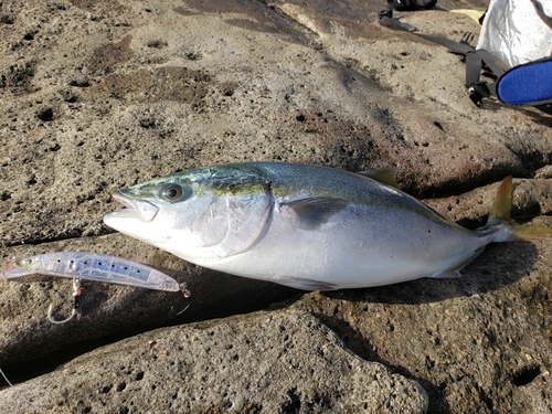 ブリの釣果