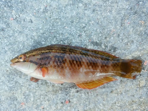 アカササノハベラの釣果