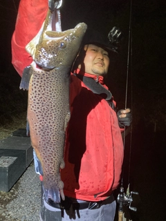 ブラウントラウトの釣果