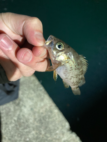 アカメバルの釣果