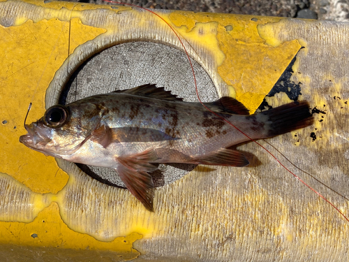 メバルの釣果