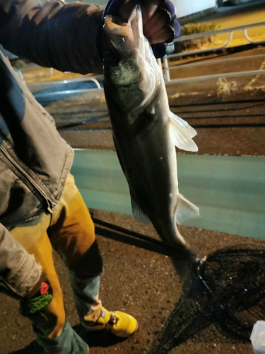 フッコ（マルスズキ）の釣果