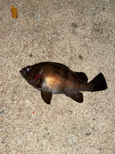 メバルの釣果