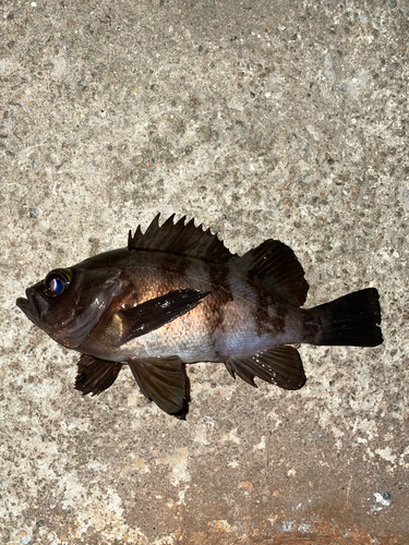 メバルの釣果