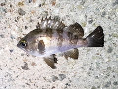 メバルの釣果