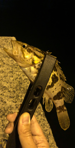 タケノコメバルの釣果