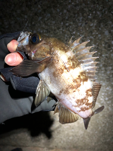 メバルの釣果