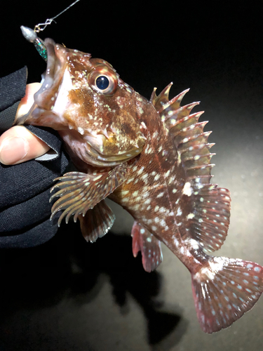 カサゴの釣果