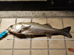 シーバスの釣果