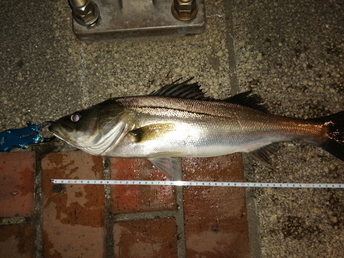 シーバスの釣果