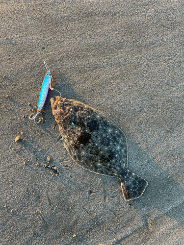 ソゲの釣果