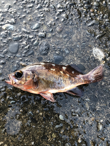 メバルの釣果