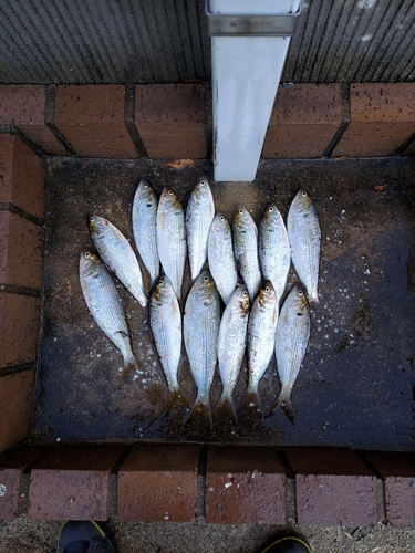 コノシロの釣果