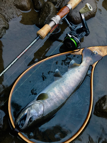 アマゴの釣果