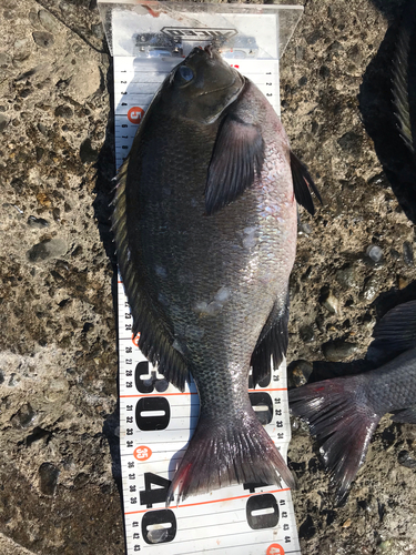 クチブトグレの釣果