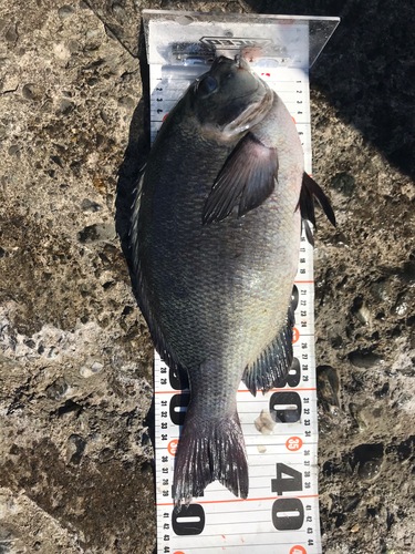 クチブトグレの釣果