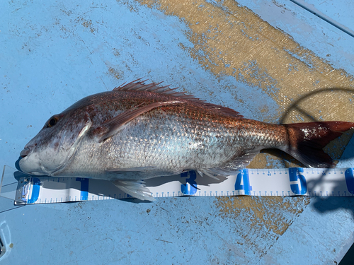 マダイの釣果