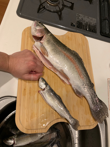 プールトラウト釣行で『練馬サーモン」をゲット 刺身で美味しく食べ