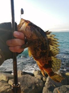 タケノコメバルの釣果