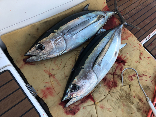 ビンチョウマグロの釣果