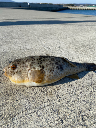 アカメフグの釣果