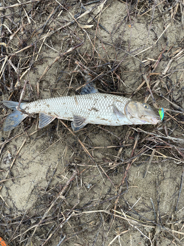 ニゴイの釣果