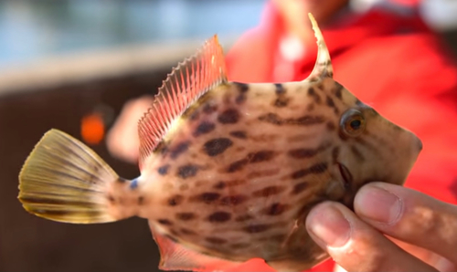 カワハギの釣果