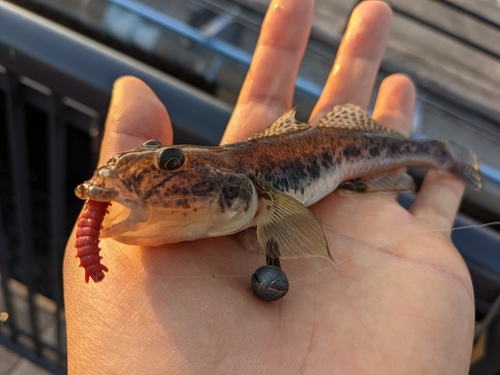 マハゼの釣果