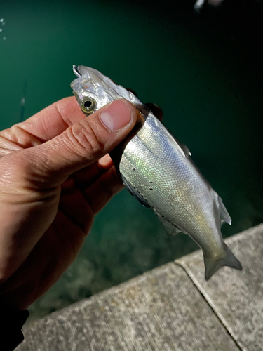 セイゴ（タイリクスズキ）の釣果