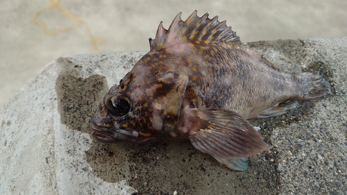 ムラソイの釣果