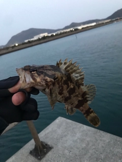 タケノコメバルの釣果