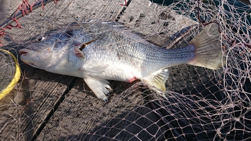 キビレの釣果