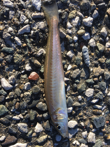 シロギスの釣果