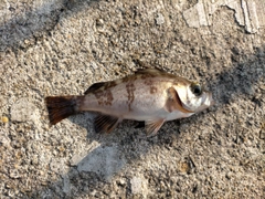 シロメバルの釣果