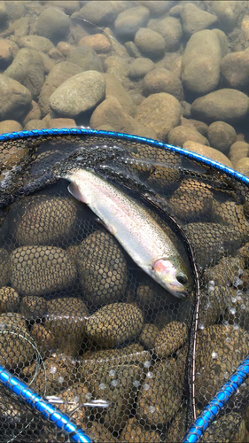 ニジマスの釣果