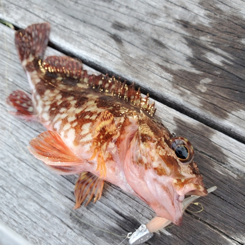 カサゴの釣果