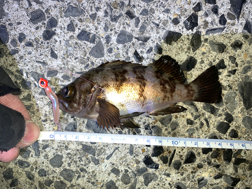 シロメバルの釣果