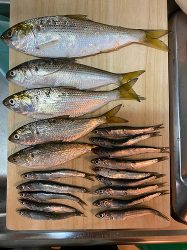 カタクチイワシの釣果