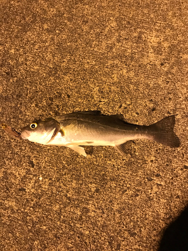 セイゴ（マルスズキ）の釣果