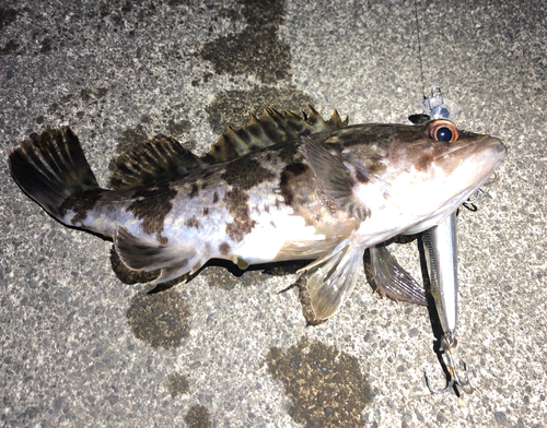 タケノコメバルの釣果