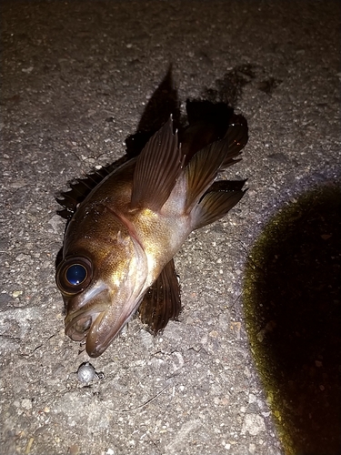 メバルの釣果