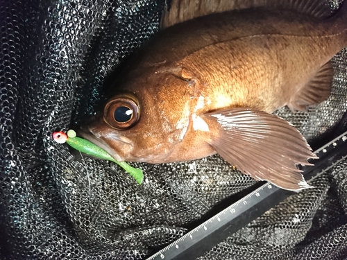 メバルの釣果