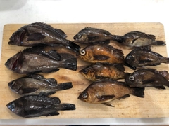 クロメバルの釣果