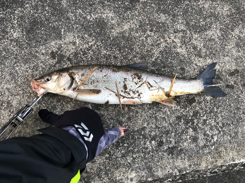 ウグイの釣果